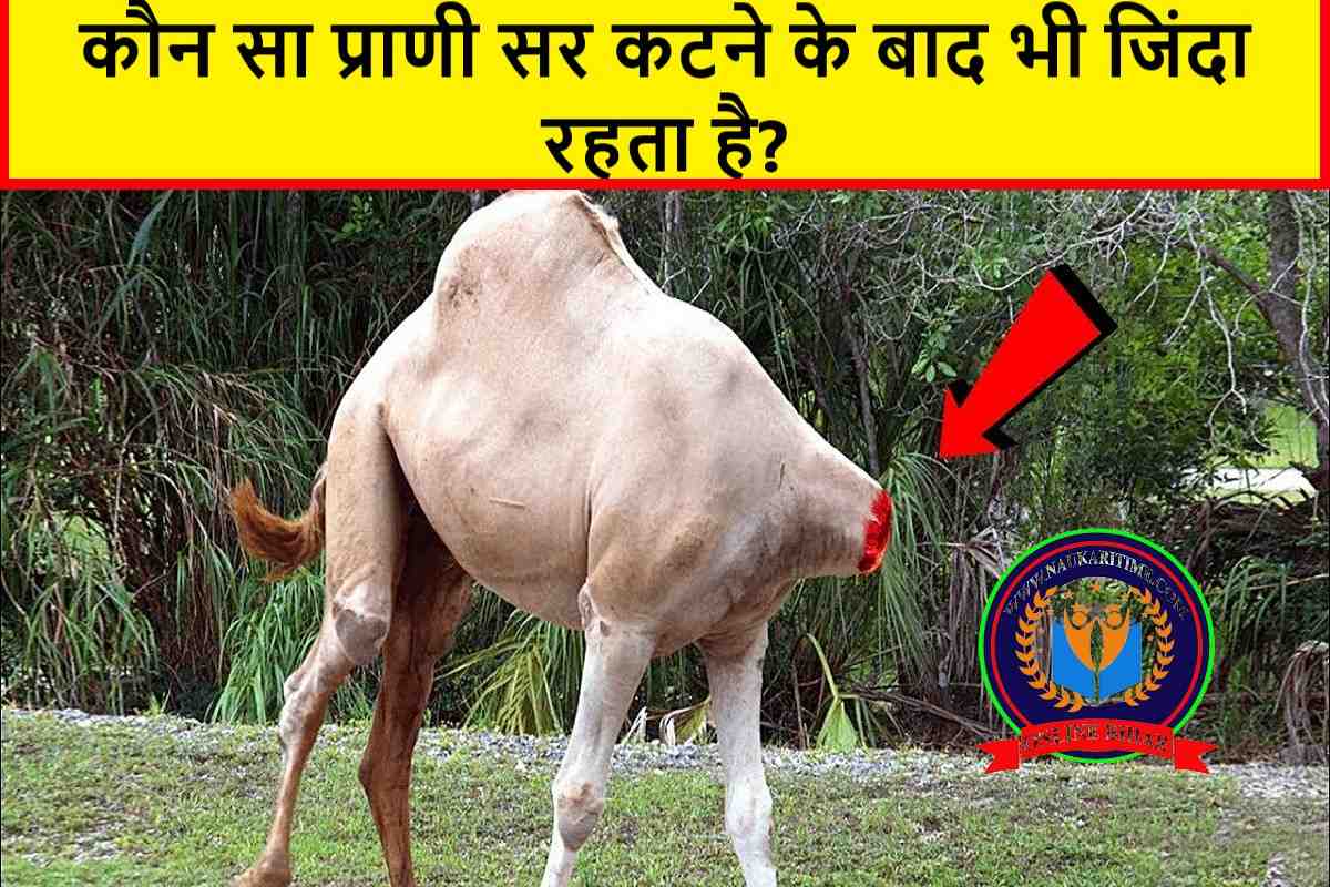 UPSC Interview Questions 2023: कौन सा प्राणी सर कटने के बाद भी जिंदा रहता है?