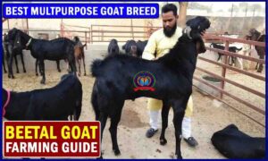 Beetal Goat farming 2023