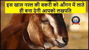 Goat Farming 2024